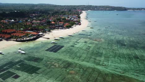 Fly-above-seaweed-farm-Nusa-Lembongan-coastline,-bird-eye-view