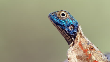 Close-Up-Of-A-Southern-Tree-Agama-Endemic-In-South-Africa