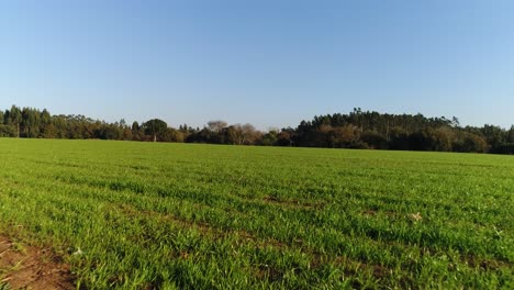 Campos-Verdes-En-Primavera-Con-El-Cielo-Azul-De-Fondo