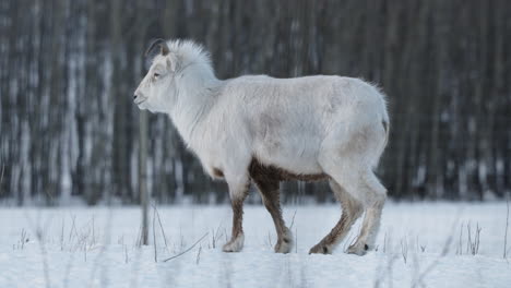 Side-Portrait-Of-Female-Dall-Sheep-Standing-On-Snowy-Forest-In-Yukon,-Canada