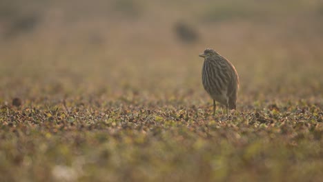 Garza-De-Estanque-India-En-El-Humedal-Por-La-Mañana