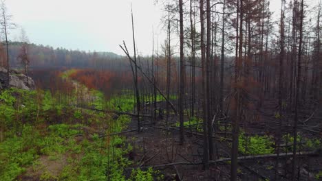 Forest-Fire-Aftermath---New-Plants-Growing-Amidst-Charred-Trees-In-The-Forest-In-Canada