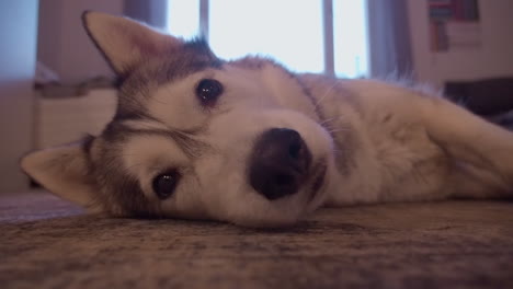 Enfoque-Suave:-El-Adorable-Husky-Mira-Directamente-A-La-Cámara-Mientras-Se-Relaja