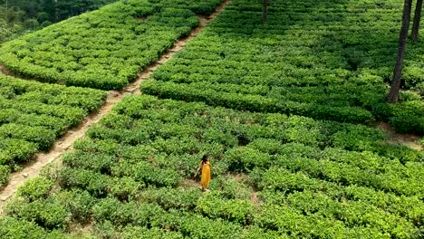 Aerial-Over-Adult-Female-At-Tea-Plantation-In-Nuwara-Eliya,-Sri-lanka