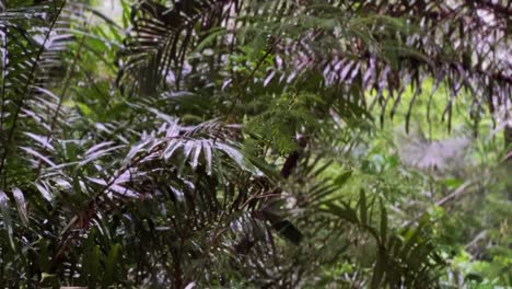 Regen-Mitten-Im-Wald