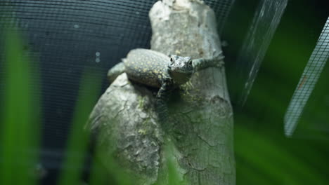 Baby-Komodo-Dragon-hatchling-climbing-in-tree-in-Zoo-habitat-looking-directly-to-camera