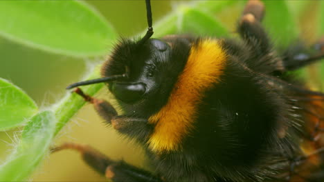 Extreme-closeup-white-tailed-bumblebee-resting-on-green-leaf-in-garden