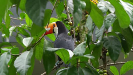 Peeking-through-the-foliages-capturing-an-exotic-toco-toucan,-perched-on-a-fig-tree,-curiously-wondering-around-the-surrounding-environment,-slow-motion-close-up-shot