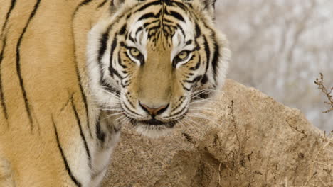 Tigre-Cerrar-Girando-La-Cabeza-Cámara-Lenta-Animal