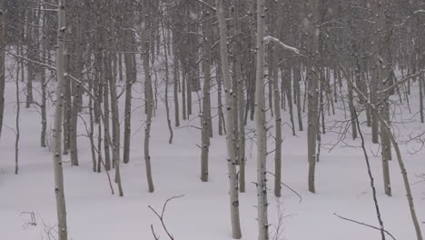 Nevado-Tormenta-De-Nieve-Frío-Polvo-Invierno-Bosque-De-álamo-Masa-De-Nieve-Condado-De-Pitkin-Desierto-Nublado-Gris-Aéreo-Zumbido-Montañas-Rocosas-Colorado-Basalto-Carbondale-Sopris-Granate-Campanas-Ashcroft-Diapositiva-Izquierda-Movimiento