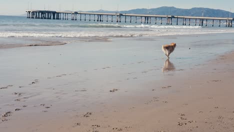 Cámara-Lenta-De-Perro-Corriendo-En-La-Playa,-Golden-Retriever-Atrapando-La-Pelota