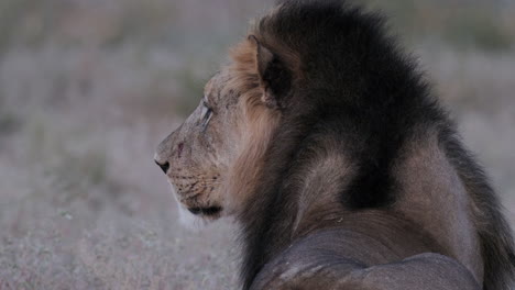 Cerrar-Vista-Lateral-De-Un-León-Sentado-Y-Descansando.