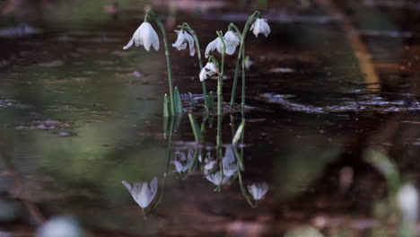 Delicadas-Flores-Blancas-De-Campanillas-Que-Crecen-En-Agua-De-Lluvia-En-Un-Bosque-En-Worcestershire,-Inglaterra