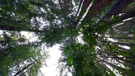 Monumento-Nacional-De-Muir-Woods-Bosque-De-Secuoyas-Mirando-Hacia-El-Cielo-Mientras-Camina