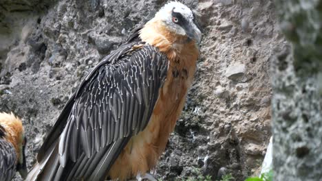 Close-up-of-Gypaetus-barbatus-bearded-vulture-resting-between-rocks