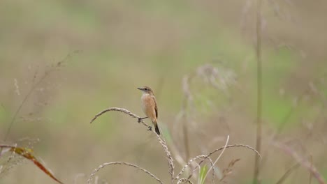 La-Cámara-Se-Acerca-Mientras-Está-Posada-Sobre-Una-Planta-Seca-Mientras-Mueve-La-Cola,-Amur-Stonechat-O-Stejneger&#39;s-Stonechat-Saxicola-Stejnegeri,-Tailandia