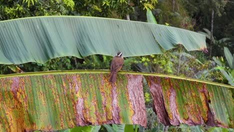 Bulbul-Luminoso-Colocado-Sobre-Una-Vibrante-Hoja-De-Plátano-En-Un-Entorno-Verde-Y-Exuberante