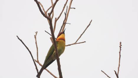 Bee-eater-waiting-for-pry---food-