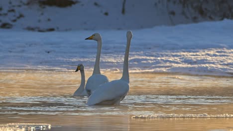 Three-Whooper-Swans-standing-in-icy-Voss,-Norway-river-during-golden-sunset