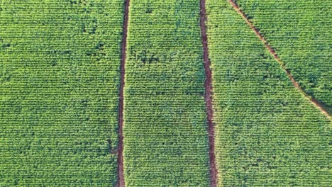 Lush-sugarcane-field-with-distinct-tractor-lines,-vibrant-green-hues,-aerial-view