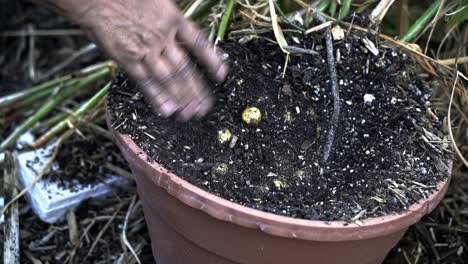 Usando-Las-Manos-Para-Limpiar-La-Suciedad-De-La-Cosecha-De-Jengibre-Imágenes-Impresionantes-De-La-Jardinería-Doméstica-De-La-Cosecha-De-Jengibre