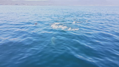 Common-dolphins-jumping-through-glassy-smooth-ocean-surface,-aerial-shot