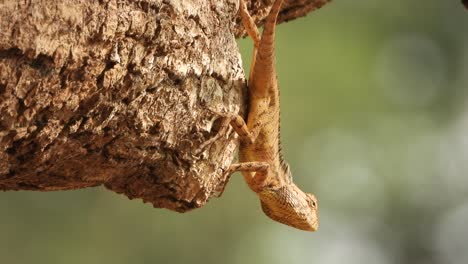 Lizard-waiting-for-pry---food-