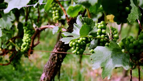 Fresh-green-grapes-still-dangle-from-vine,-awaiting-harvest