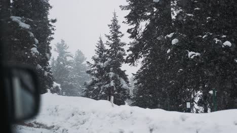 Snowfall-During-Winter-At-Pine-Tree-Forest-In-India