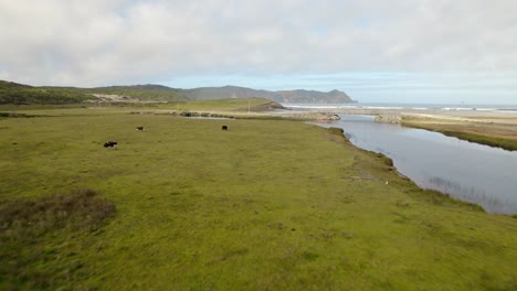 Aerial-view-over-cows-grazing-on-a-open-field-in-Cucao,-sunny-Chiloé,-Chile