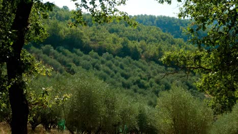 A-tilt-down-of-an-olive-plantation-hill-in-the-Chianti-Region,-Tuscany,-Italy