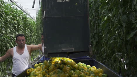 Greenhouse-Worker-Opening-Crate-Full-of-Yellow-Paprikas-Inside-Transportation-Cart,-Slow-Motion