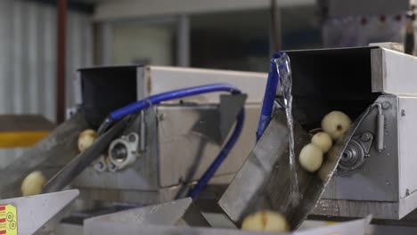 POV-Shot:-Kartoffeln-Werden-In-Sauberem-Wasser-Gewaschen-Und-Fallen-Oft-Auf-Das-Band