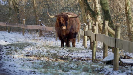 Furry-highland-cow-bull-scratching-its-back-with-horns-in-winter-snow