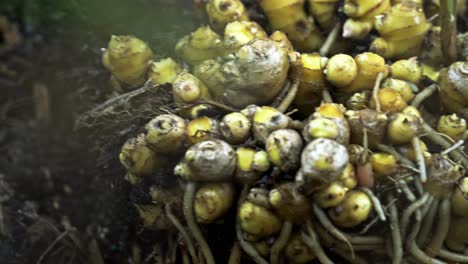 Close-up-shot-of-fresh-ginger-Captivating-Footage-of-Seasonal-Ginger-Harvesting