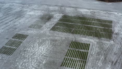 Above-view-on-experimental-agriculture-grain-field-trial-during-frosty-day