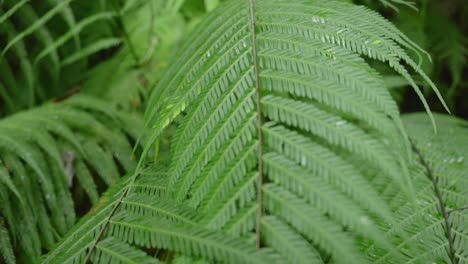 Pullback-along-fern-to-apex-point-from-bush-with-blurred-bokeh-background