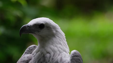 Facing-to-the-left-while-the-camera-zooms-out-with-this-fantastic-green-bokeh-background,-White-bellied-Sea-Eagle-Haliaeetus-leucogaster,-Philippines
