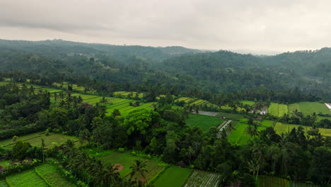 Green-rice-cultivated-fields-in-Asian-landscape,-Indonesia