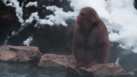 Monos-De-Nieve-Relajándose-En-Una-Fuente-Termal-En-El-Parque-De-Monos-Jigokudani-En-Nagano,-Japón,-En-Medio-De-Un-Paisaje-Nevado.