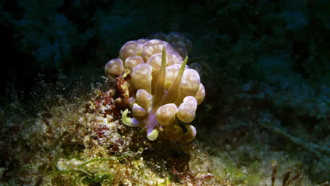 Incredible-purple-and-yellow-Phyllodesmium-magnum-nudibranch-perched-on-a-patch-of-soft-coral