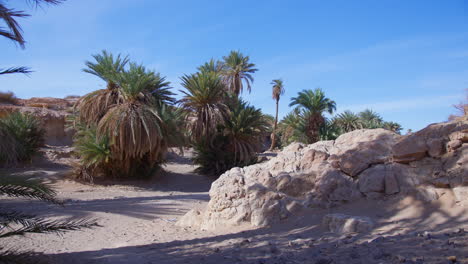 Palm-Valley-In-Icht---Morocco