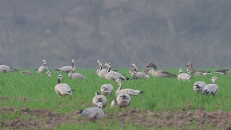 Ganso-Grislag-Alimentándose-De-Barro-En-Campos-De-Trigo