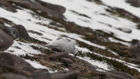 Ptarmigan-in-white-winter-plumage-feeding-on-heather-with-rocks-and-snow,-Highlands,-Scotland