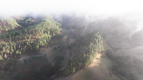 Aerial-view-over-Canarian-pine-forest-and-crossing-sea-of-​​clouds-during-sunset