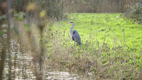 Garza-Gris,-Ave-Zancuda-De-Pie-En-Una-Larga-Hierba-De-Humedal-En-La-Orilla-Del-Río