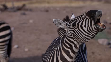 Zebra-Bellen-Nahaufnahme-Zeitlupe-Lippen-Flattern