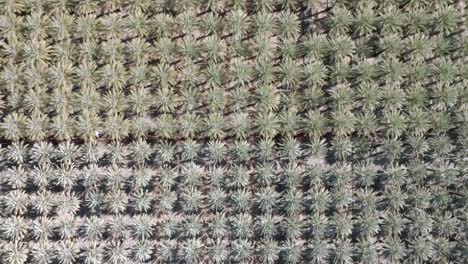 Large-palm-tree-nursery-in-Coachella,-California-with-drone-video-close-up-overhead-moving