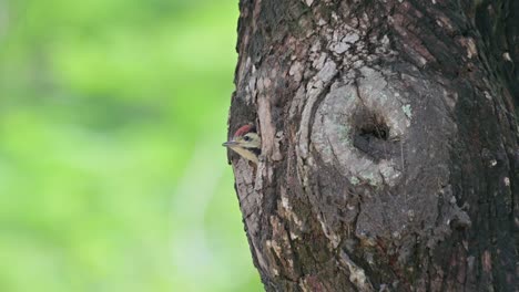 Kopf-Aus-Seinem-Nest-Zwitschernd-Und-Zwitschernd,-Als-Sein-Elternvogel-Mit-Nahrung-Ankommt-Und-Dann-Füttert,-Speckle-breasted-Woodpecker-Dendropicos-Poecilolaemus,-Thailand