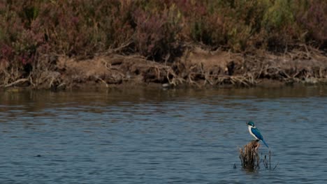 Facing-to-the-left-while-resting-on-a-perch-on-the-right-side,-collared-kingfisher-Todiramphus-chloris,-Thailand